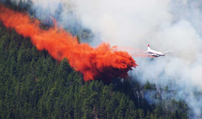 forest fire